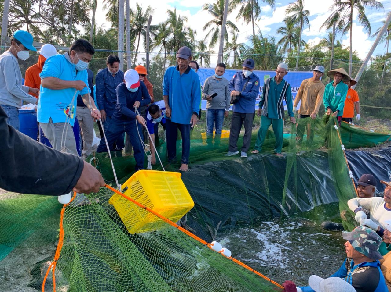Petani Tambak Udang Vaname di Sukamara Panen 32 Ton,  Lebih dari Target Nasional 